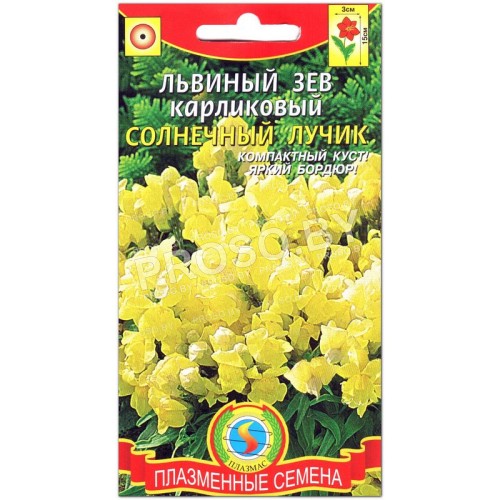 Львиный зев карликовый Солнечный лучик