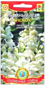 Львиный зев Снежок