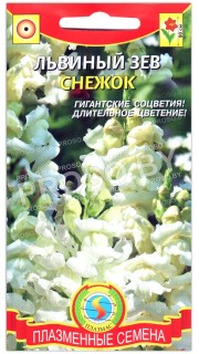 Львиный зев Снежок