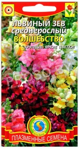 Львиный зев среднерослый Волшебство