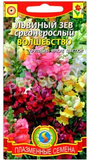 Львиный зев среднерослый Волшебство