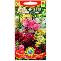 Львиный зев среднерослый Волшебство