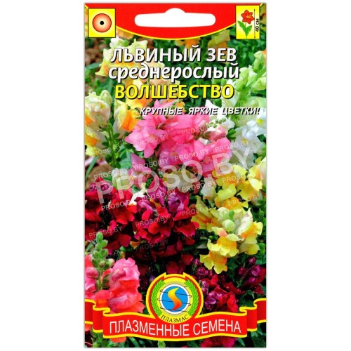 Львиный зев среднерослый Волшебство