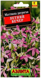 Маттиола двурогая Летний вечер