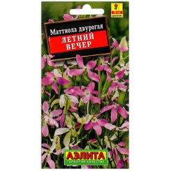 Маттиола двурогая Летний вечер