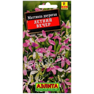Маттиола двурогая Летний вечер