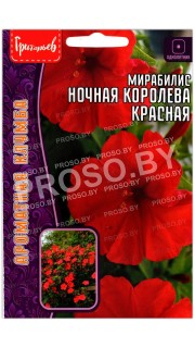 Мирабилис Ночная королева красная