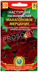 Настурция низкорослая Махагоновое мерцание