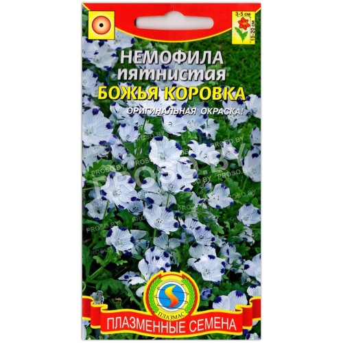 Немофила Божья коровка