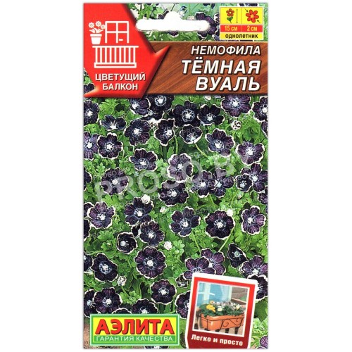 Немофила Темная вуаль