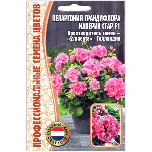 Пеларгония грандифлора Маверик стар F1-1
