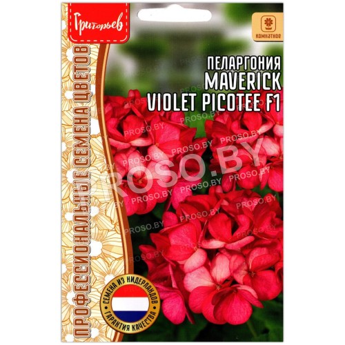 Пеларгония Maverick violet picotee F1