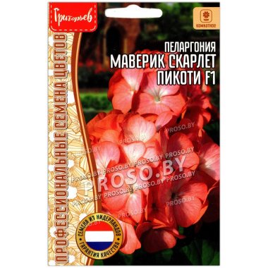 Пеларгония Маверик скарлет пикоти F1
