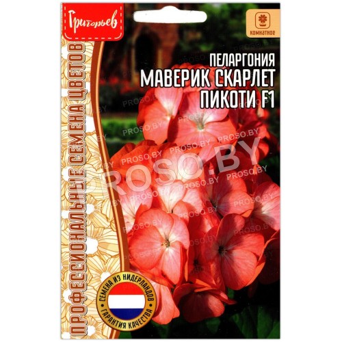 Пеларгония Маверик скарлет пикоти F1
