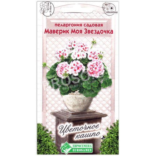 Пеларгония садовая Маверик моя звездочка