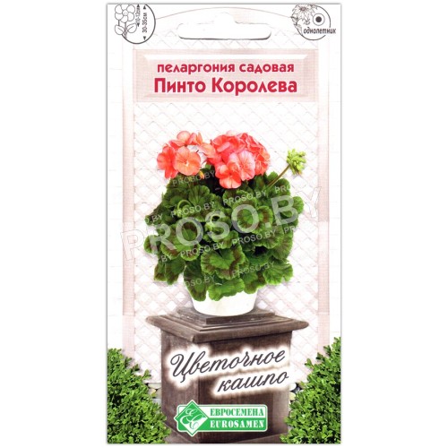 Пеларгония садовая Пинто королева