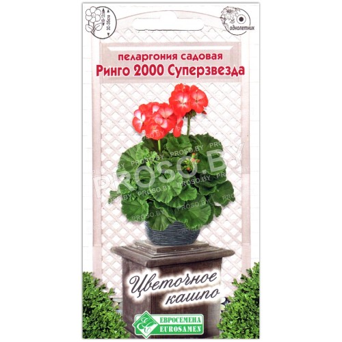 Пеларгония садовая Ринго 2000 суперзвезда