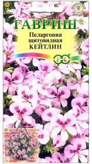 Пеларгония щитовидная Кейтлин