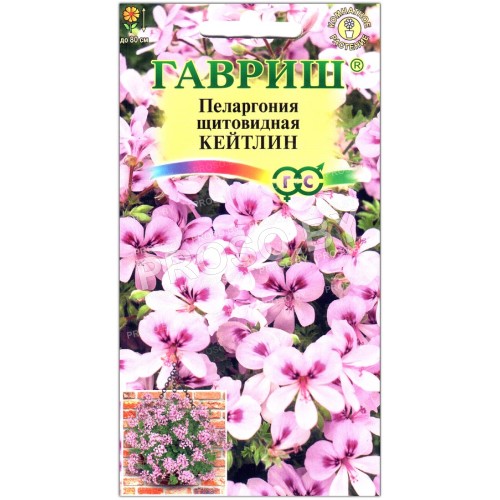 Пеларгония щитовидная Кейтлин