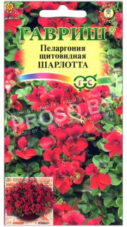 Пеларгония щитовидная Шарлотта