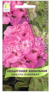 Пеларгония зональная Люстра лавендер