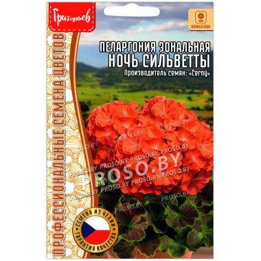 Пеларгония зональная Ночь сильветты