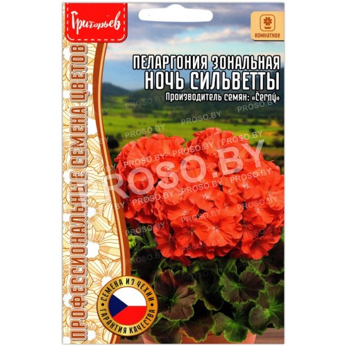 Пеларгония зональная Ночь сильветты
