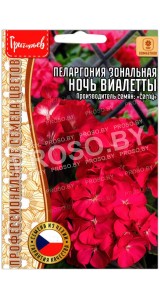 Пеларгония зональная Ночь Виалетты