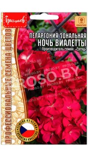 Пеларгония зональная Ночь Виалетты