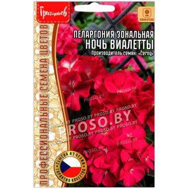Пеларгония зональная Ночь Виалетты