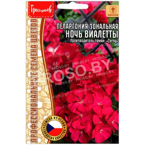 Пеларгония зональная Ночь Виалетты