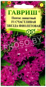 Пентас ланцетный Счастливая звезда фиолетовая F1