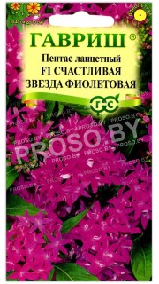 Пентас ланцетный Счастливая звезда фиолетовая F1