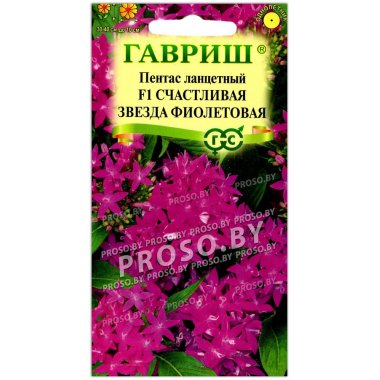 Пентас ланцетный Счастливая звезда фиолетовая F1