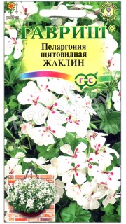 Пеларгония щитовидная Жаклин