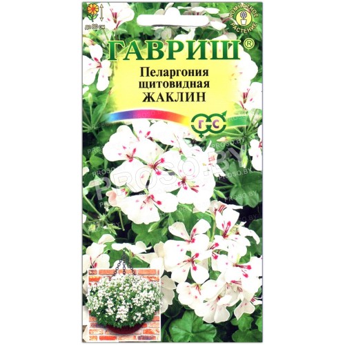Пеларгония щитовидная Жаклин