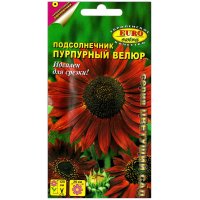 Подсолнечник Пурпурный велюр