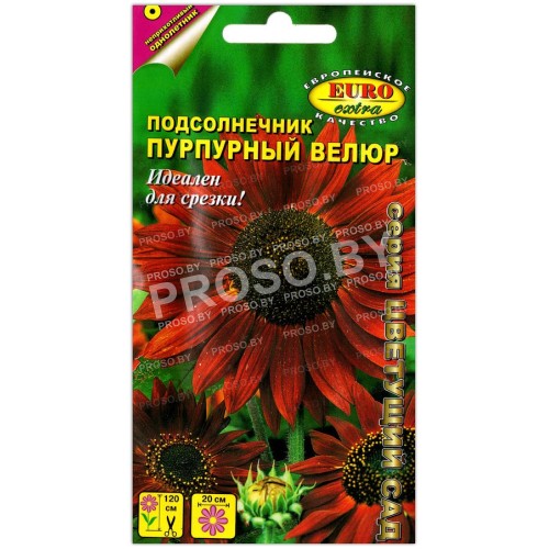 Подсолнечник Пурпурный велюр