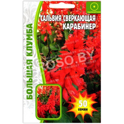 Сальвия Карабинер-1
