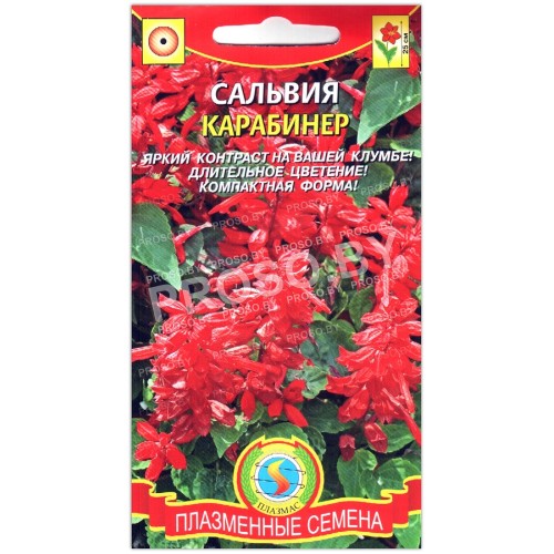 Сальвия Карабинер