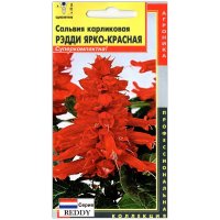 Сальвия карликовая Рэдди ярко-красная