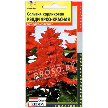 Сальвия карликовая Рэдди ярко-красная