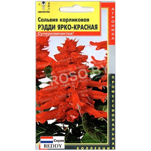 Сальвия карликовая Рэдди ярко-красная
