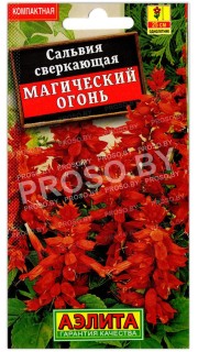 Сальвия сверкающая Магический огонь