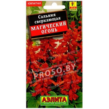 Сальвия сверкающая Магический огонь