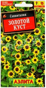 Санвиталия Золотой куст