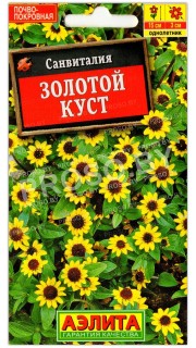 Санвиталия Золотой куст