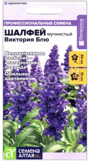 Шалфей мучнистый Виктория блю