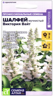 Шалфей мучнистый Виктория вайт