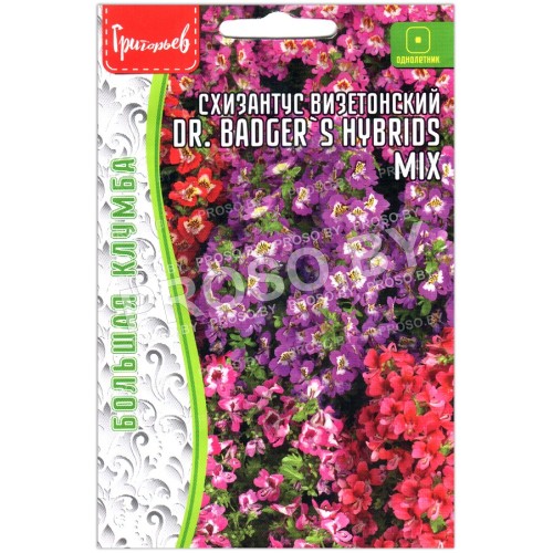 Схизантус визетонский Dr. Badger's hybrids mix